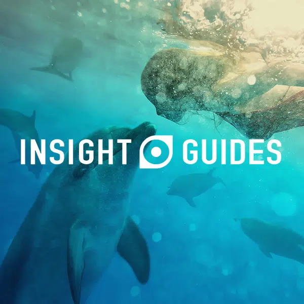 Insight Guides Case-Study